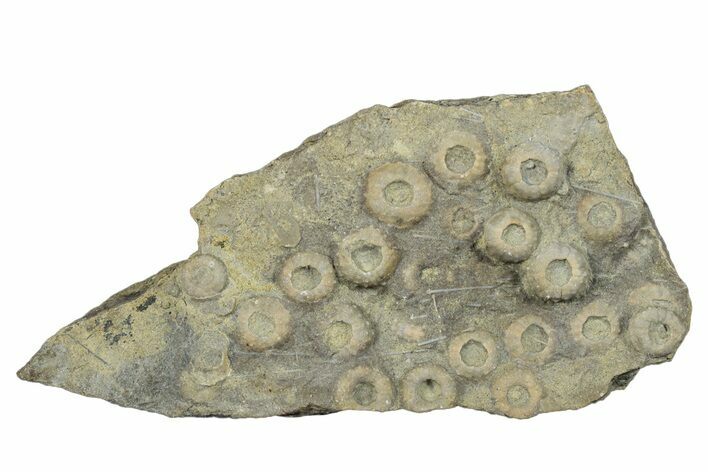 Cretaceous Fossil Urchin (Trochotiara) Plate - Morocco #284009